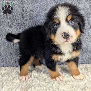Bear, Bernese Mountain Dog Puppy