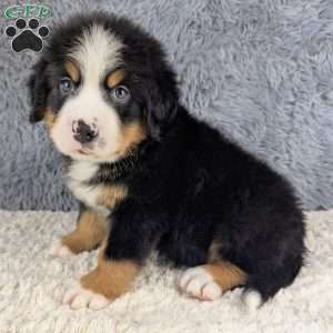 Bear, Bernese Mountain Dog Puppy