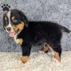 Buddy, Bernese Mountain Dog Puppy