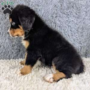 Buddy, Bernese Mountain Dog Puppy
