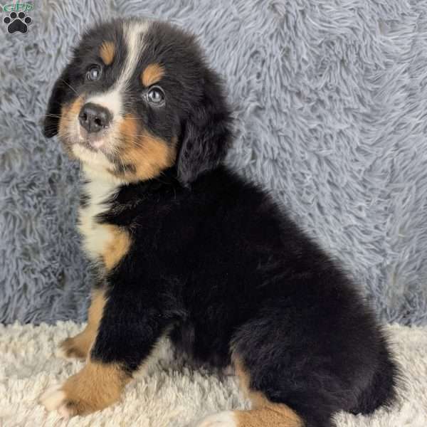 Buddy, Bernese Mountain Dog Puppy