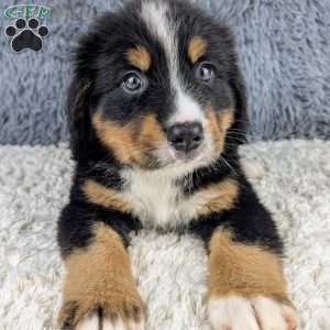 Buddy, Bernese Mountain Dog Puppy