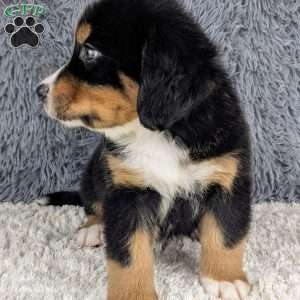 Buddy, Bernese Mountain Dog Puppy