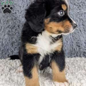 Buddy, Bernese Mountain Dog Puppy