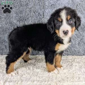 Bohdi, Bernese Mountain Dog Puppy
