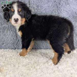 Bohdi, Bernese Mountain Dog Puppy