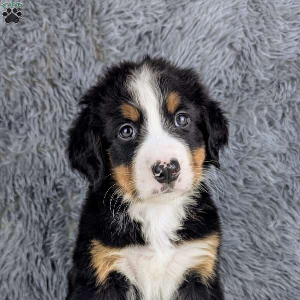 Bohdi, Bernese Mountain Dog Puppy