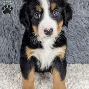 Bohdi, Bernese Mountain Dog Puppy