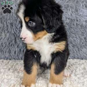 Bruno, Bernese Mountain Dog Puppy