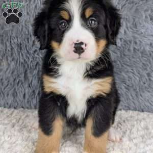 Bruno, Bernese Mountain Dog Puppy