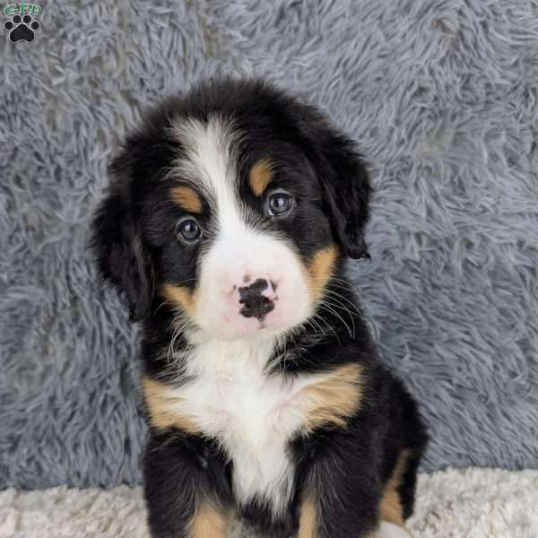 Bruno, Bernese Mountain Dog Puppy