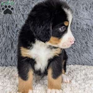 Bruno, Bernese Mountain Dog Puppy