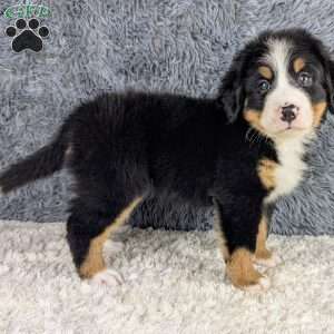 Bruno, Bernese Mountain Dog Puppy