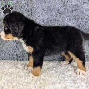Bruno, Bernese Mountain Dog Puppy