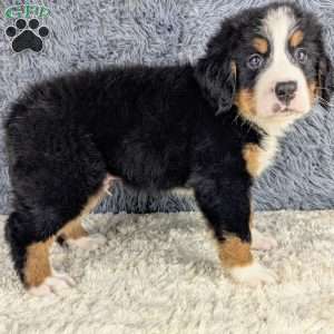 Bruce, Bernese Mountain Dog Puppy
