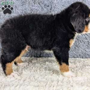 Bruce, Bernese Mountain Dog Puppy