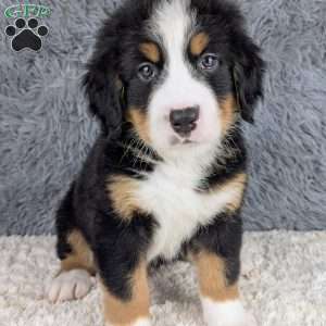 Bruce, Bernese Mountain Dog Puppy