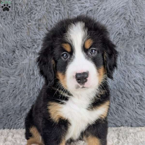 Bruce, Bernese Mountain Dog Puppy