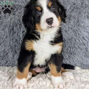 Bruce, Bernese Mountain Dog Puppy
