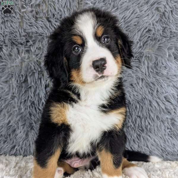 Bruce, Bernese Mountain Dog Puppy