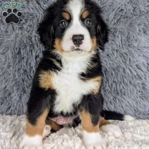 Bruce, Bernese Mountain Dog Puppy