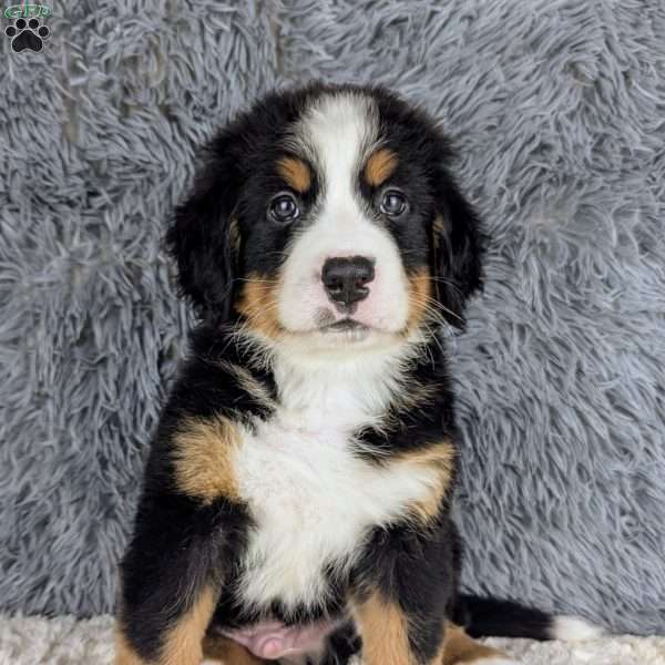 Bruce, Bernese Mountain Dog Puppy
