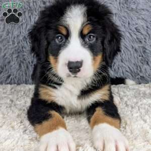 Bruce, Bernese Mountain Dog Puppy