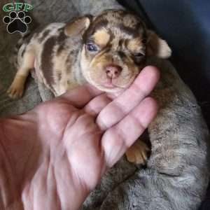 Tiny, Chihuahua Puppy