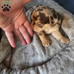 Tiny, Chihuahua Puppy