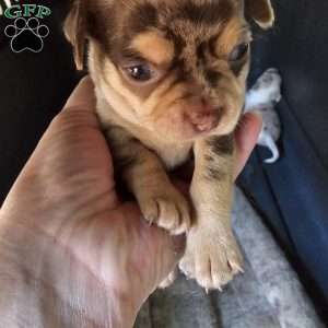Tiny, Chihuahua Puppy