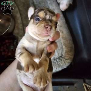 Tiny, Chihuahua Puppy