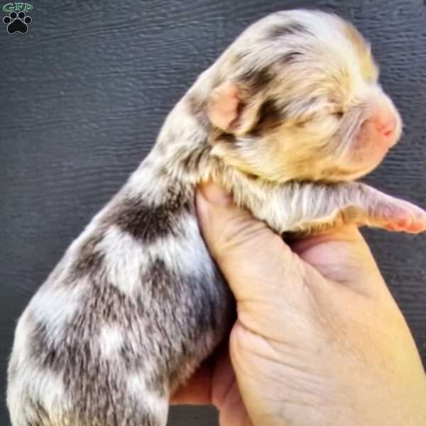 Tiny, Chihuahua Puppy