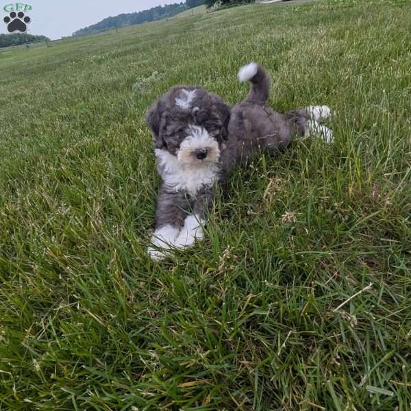 Chase F1b, Mini Bernedoodle Puppy