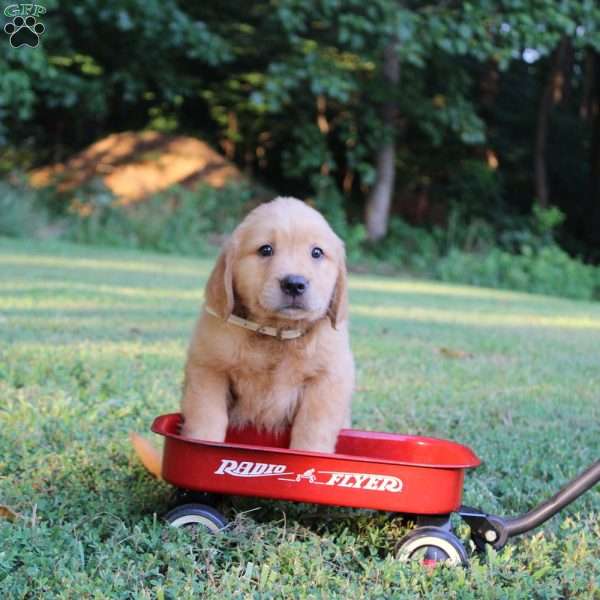 Trixi, Golden Retriever Puppy