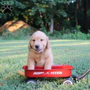 Trixi, Golden Retriever Puppy