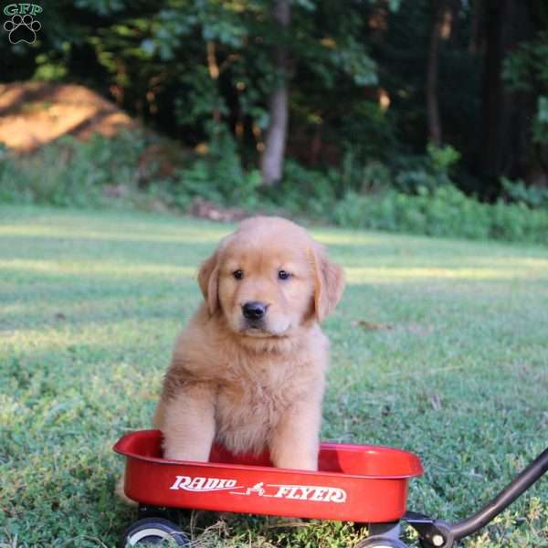 Tracy, Golden Retriever Puppy