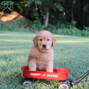 Tracy, Golden Retriever Puppy