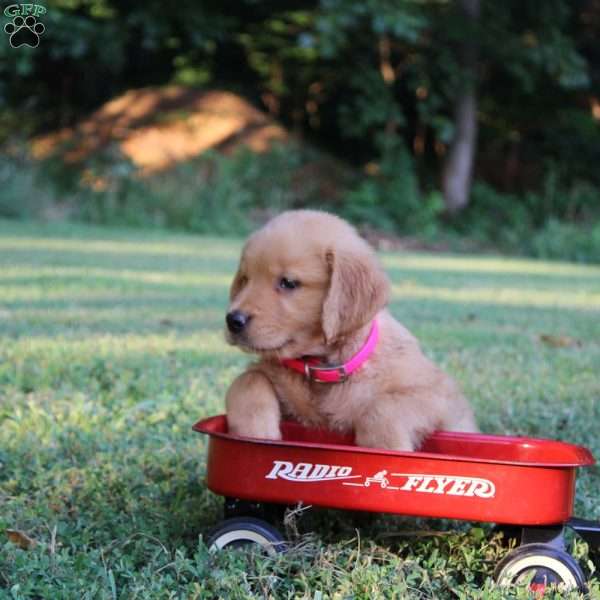 Tori, Golden Retriever Puppy