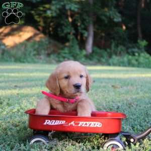 Tori, Golden Retriever Puppy