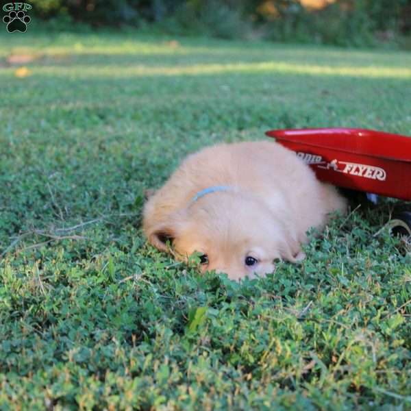 Tess, Golden Retriever Puppy