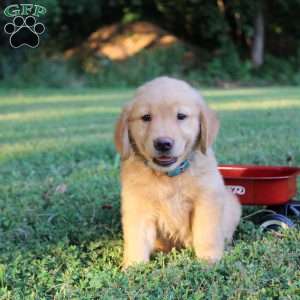Tess, Golden Retriever Puppy