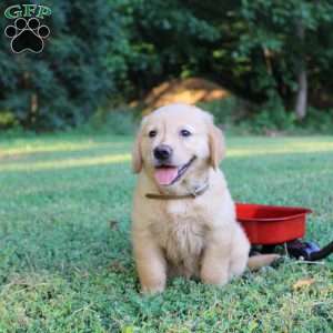 Tanya, Golden Retriever Puppy