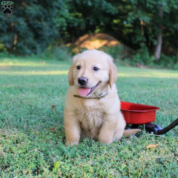 Tanya, Golden Retriever Puppy