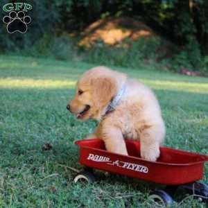 Tammy, Golden Retriever Puppy