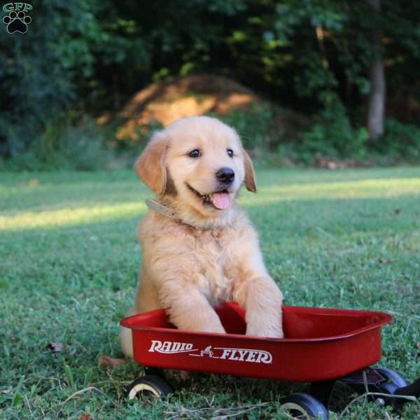 Tammy, Golden Retriever Puppy
