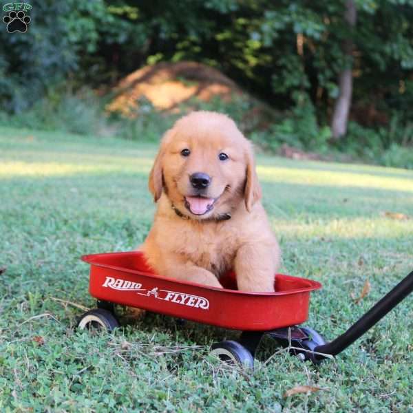 Tyler, Golden Retriever Puppy