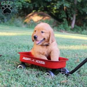 Tyler, Golden Retriever Puppy