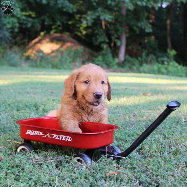 Trey, Golden Retriever Puppy
