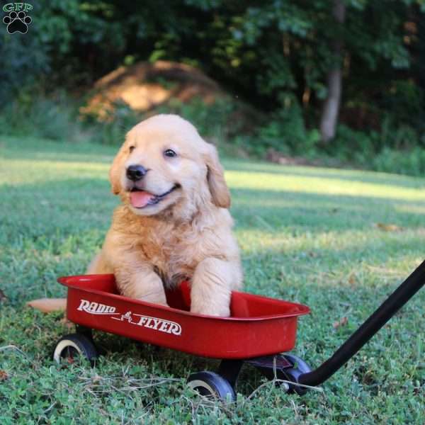 Theo, Golden Retriever Puppy