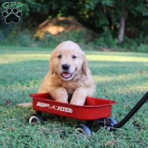 Theo, Golden Retriever Puppy